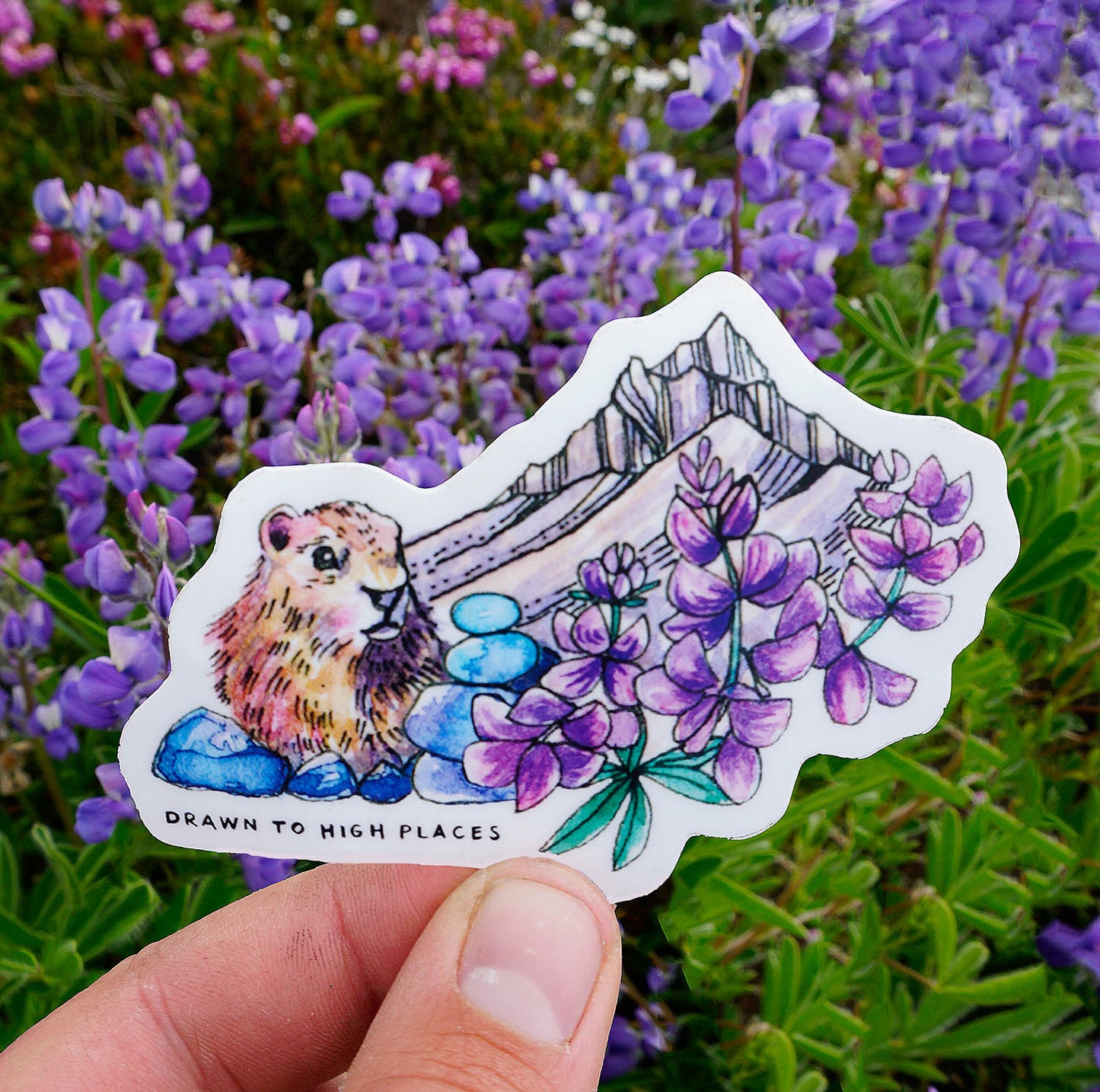 Marmot Sticker